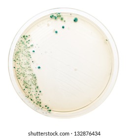 Bacteria Colonies On Petri Dishes, Isolated On White