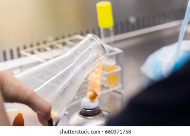 Bacteria Culture Medium Test Tube Education Stock Photo 660371758 ...