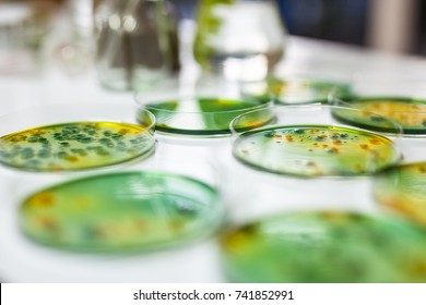 Bacteria Culture Of Vibrio Parahaemolyticus, Negative Gram Bacteria.