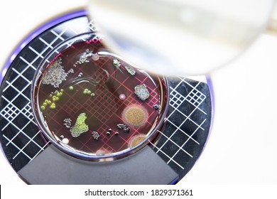 Bacteria Escherichia Coli (E. Coli) Culture In Petri Dish With Macconkey Agar For Check On Colony Counter. Bacterium Culture Growth In Glassware. Medical Tests In Laboratory.