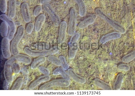 Bacteria germs bacterial and colony Bacteria Salmonella