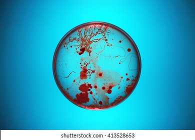 Bacteria Growing In A Petri Dish