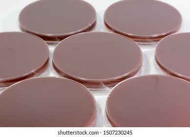 The bacteria media culture. Sterile chocolate or brown agar or agars for culture media in bacteria or microbiology laboratory in white background