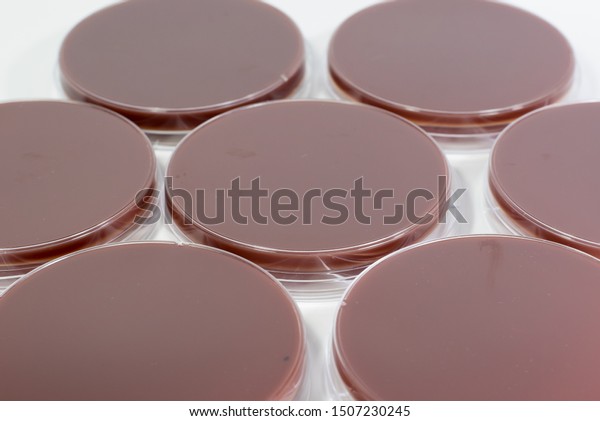 The bacteria media culture. Sterile chocolate\
or brown agar or agars for culture media in bacteria or\
microbiology laboratory in white\
background