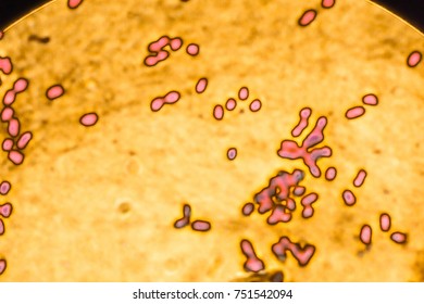 Bacteria and microorganism under microscope macro
