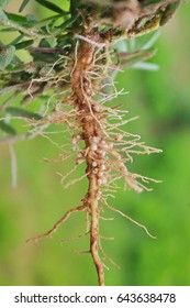 Bacteria Nodule In Root Of Wild Pea.