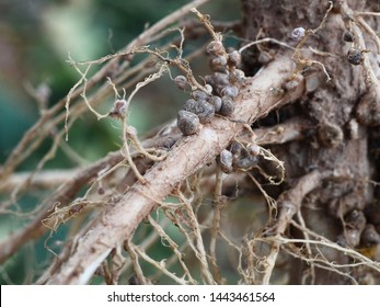 Bacteria In Noduled Root Fixed Nitrogen In Air To Nutriant In Root Tissue For Plant.