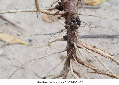 Bacteria In Noduled Root Fixed Nitrogen In Air To Nutriant In Root Tissue For Plant.