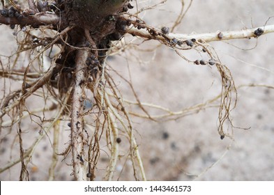 Bacteria In Noduled Root Fixed Nitrogen In Air To Nutriant In Root Tissue For Plant.