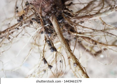 Bacteria In Noduled Root Fixed Nitrogen In Air To Nutriant In Root Tissue For Plant.