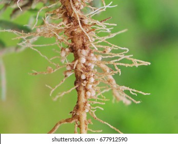 Bacteria Nodules Of Roots Fix Nitrogen For Pea Plants.