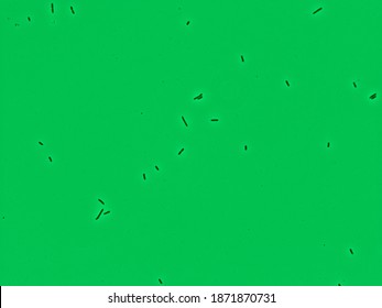 bacteria under a microscope, E. coli