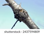 Bacterial canker of trees. Bacterial disease of fruit trees caused by Pseudomonas syringae var. syringae. Symptoms on a branch of a cherry tree.