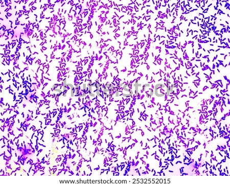 Bacterial colonies gram stained microscopic 100x show gram positive Lactobacillus spp. probiotic bacteria. Close up micrograph