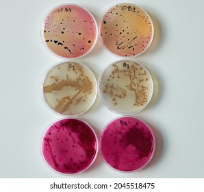 Bacterial Colony On Selective Media Agar Plates In Petri Dish