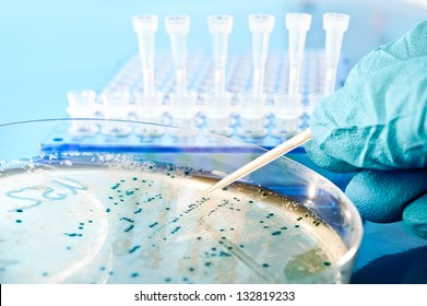 Bacterial Colony Picking For DNA Cloning