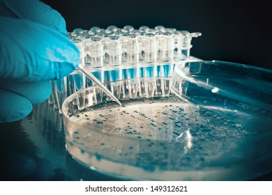 Bacterial Colony Picking For DNA Cloning