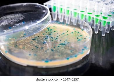 Bacterial Colony Picking For DNA Cloning