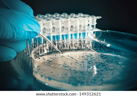 Bacterial colony picking for DNA cloning