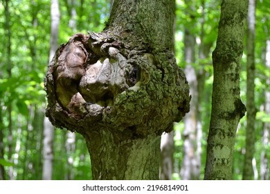 Bacterial Crown Gall (Agrobacterium Radiobacter) On Tree Trunk Along Hiking Trail At Awenda During Spring