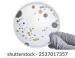 Bacterial Cultures in Petri Dishes in microbiology laboratory. Test various germs, virus, Coronavirus, Corona, COVID-19, Food science.