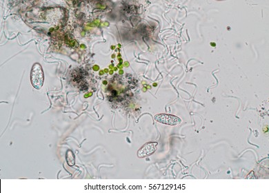  Bacterium In Water Under The Microscope.