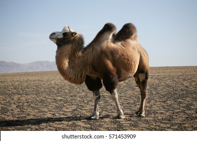 Bactrian Camel