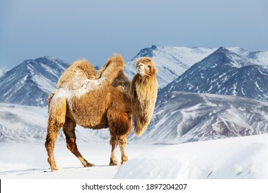 Bactrian camel against snowy mountain range