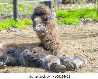 Bactrian Camel Baby