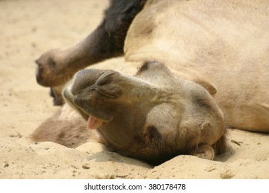 Bactrian Camel Camelus B Bactrianus Sand Stock Photo 380178478 ...