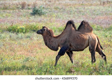 6,099 Bactrian camel Stock Photos, Images & Photography | Shutterstock