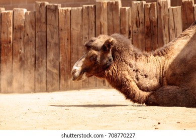 Camel Without Hump High Res Stock Images Shutterstock