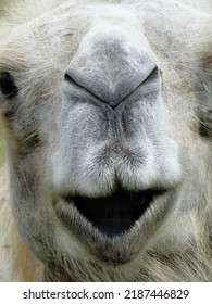 Bactrian Camel Camelus Bactrianus Mongolian Camel Stock Photo