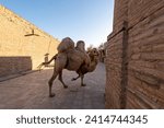 Bactrian Camel (Camelus bactrianus) poses in a small square in Khiva, Uzbekistan