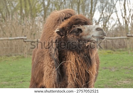 Bactrian Camel (Camelus bactrianus) with thick shaggy brown fur and two humps chewing hay, Eindhoven Zoo, Mierlo, The Netherlands
