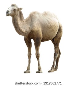 The Bactrian camel (Camelus bactrianus) at the zoo. Separated picture