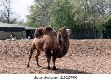 Bactrian Camel In Chester Zoo