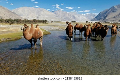 Bactrian Camel Desert Nubra Region Leh Stock Photo 2138455815 ...