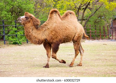 91 Ridiculous Camel Images, Stock Photos & Vectors | Shutterstock