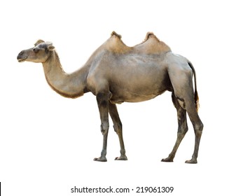 Bactrian Camel Isolated On White