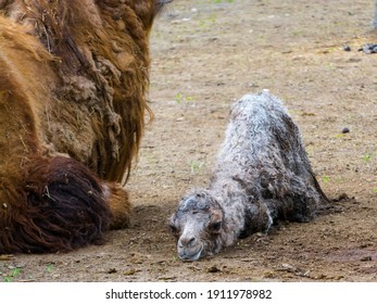 Bactrian Camel Scientific Name Camelius Bactrianus Stock Photo