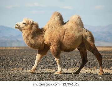 Bactrian camel in the steppes of Mongolia. True to transport a nomad