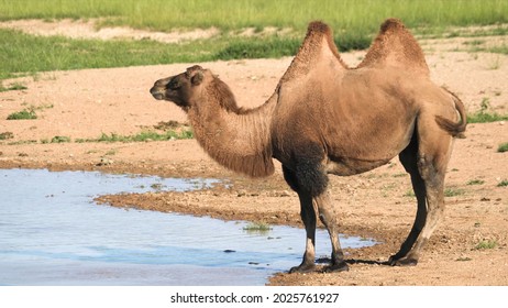 Bactrian Camel Wild Animals Nature