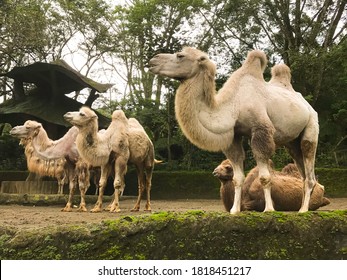 Bactrian Camels Dromedary Camel That Zoo Stock Photo 1818451217 ...