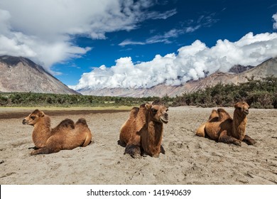 2,274 Nubra valley sand dunes Images, Stock Photos & Vectors | Shutterstock