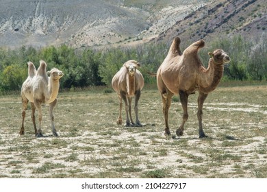 Mongolian camel Images, Stock Photos & Vectors | Shutterstock