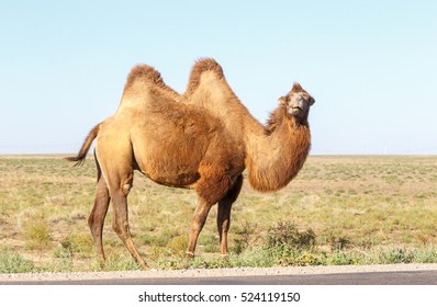 Bactrian Camels Near The Road