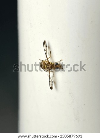 Bactrocera cucurbitae, the melon fly, is a fruit fly of the family Tephritidae. It is a serious agricultural pest, particularly in Hawaii.
