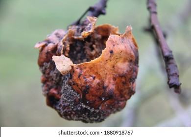 Bad Apple Rotten Fruit Natural 