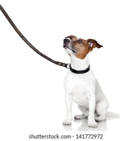 dog with lead